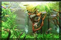 comp_Iwagumi 013.jpg