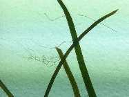 Algen_160412_3.jpg
