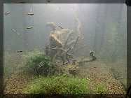 comp_Neueinrichtung Green Fingers 014.jpg