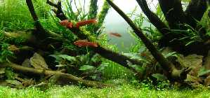 90er_Fische_010512_4_nal.jpg