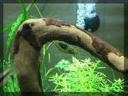 comp_Green Fingers nach Neueinrichtung 018.jpg