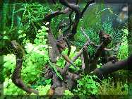 comp_Green Fingers nach Neueinrichtung 028.jpg