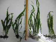 IMG_8060_Microsorum philippina_Narrow1_Narrow2_Needle leaf.jpg