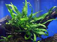 Narrow-Leaf-Javafarn_2.jpg
