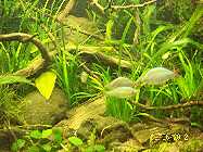 preacox 2_(1024_x_768).jpg