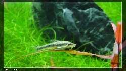 comp_DSC00330.jpg