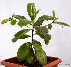 Terminalia_catappa.jpg