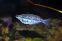 m_trifasciata_goyder_river_w.jpg