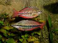m_trifasciata_goyder_river.jpg
