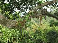 IMG_1461.jpg