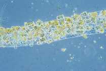 2008-06-26 um 13-27-21.jpg