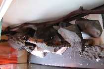 IMG_0420_(1024_x_768).jpg