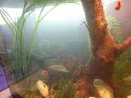45 liter pflanzen 2013 april 013.jpg