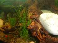 45 liter pflanzen 2013 april 022.jpg