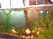 45 liter pflanzen 2013 april 036.jpg
