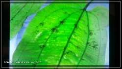Compressed_0001.jpg
