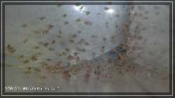 Compressed_0004.jpg