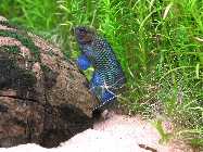 Badis mit A640_IMG_7544.jpg