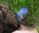 Badis mit A640_IMG_7545.jpg