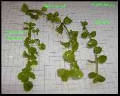 Micranthemum umbrossum.jpg