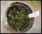 Micranthemum umbrossumTopf.jpg