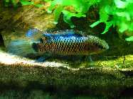 Badis mit A640_IMG_7552_Badis_Seite.jpg