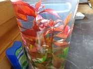 vase februar 2014 003.jpg