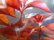 vase februar 2014 004.jpg