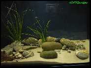 Flossensauger10.jpg