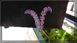 comp_P1010775.jpg