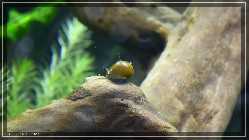 comp_P1010785.jpg