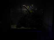nightvision.jpg