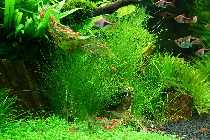 07.07.08 garnelen 003_(800_x_600).jpg