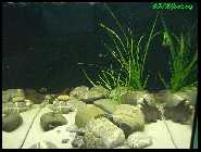 Flossensauger6.jpg