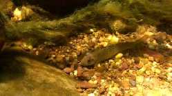 Garra cambodgiensis semidadult.jpg