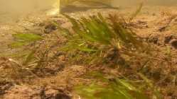 Potamogeton.jpg