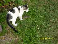bauernhof  die erste maus 10.08.08 009.jpg