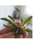 aglaonema.jpg