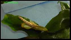 Anubias lanceolata.jpg