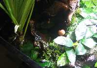 Aqua 700L Pilze 001.jpg