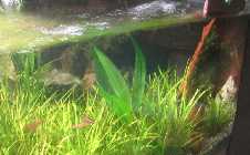 Aquarium 022 003.jpg
