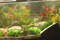 Aquarium 023 003.jpg