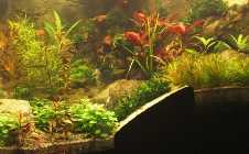 Aquarium 024 009.jpg