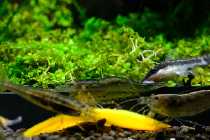 Otocinclus putzt Amanogarnele 232 kb.jpg