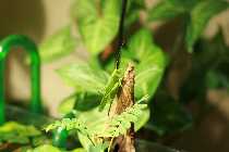 IMG_3513_1.jpg