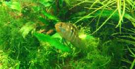 DSC00035.jpg
