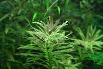 03.08.08 limnophila 001_(800_x_600).jpg