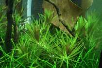 03.08.08 limnophila 007_(800_x_600).jpg