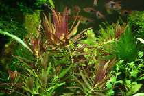 03.08.08 limnophila 006_(800_x_600).jpg