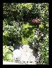 Garten_1.jpg